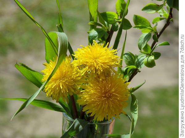 Одуванчики в стаканчике