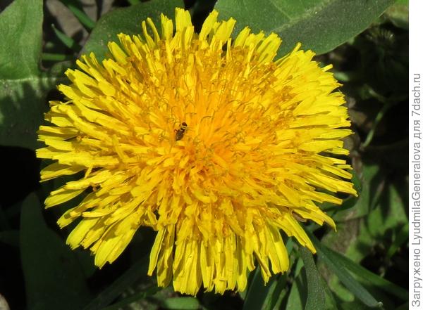 ЗАБЛУДИЛСЯ...