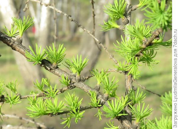 Лиственница