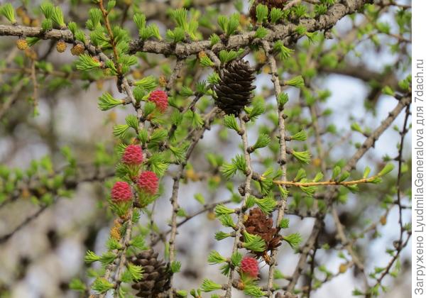 Константин спасибо, а это её цветение.