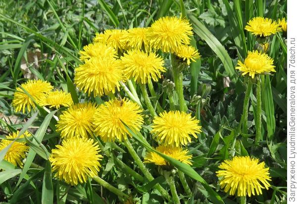 Счастья Вам м хронически хорошего настроения!!!