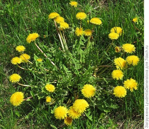 Корень мощный, всем хватает света, влаги и тепла. Очень на "7 дач" похожа одуванчиков семья!