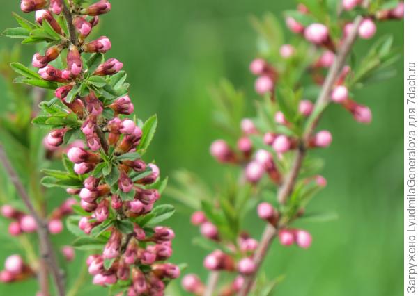 Миндаль вот-вот зацветёт