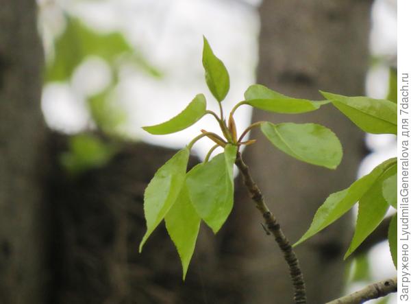 Тополь уже весь в ароматных клейких листочках