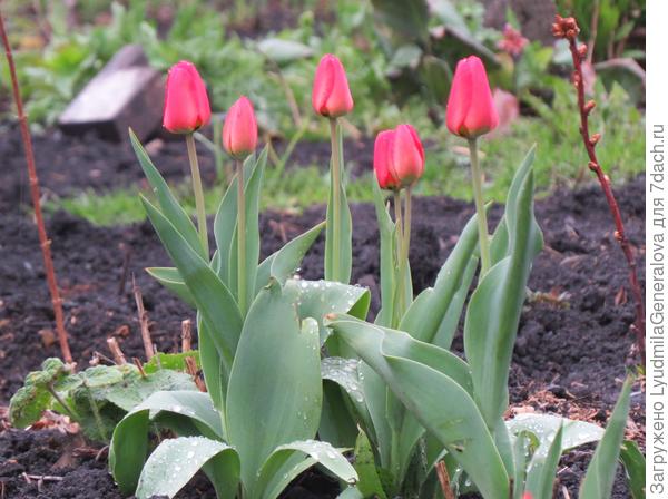 Первые тюльпаны на даче.