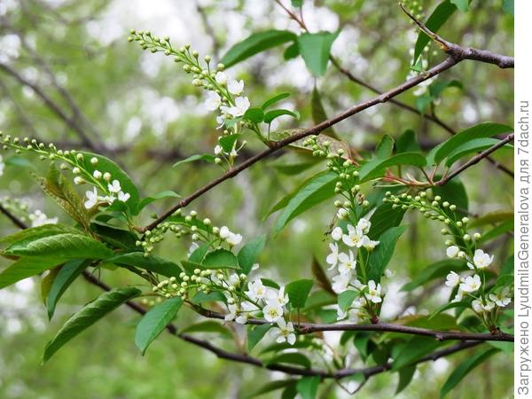 Почти вся черемуха только выпускает кисточки, а эта единственная, какая-то крупноцветковая, распускается. Другие мимоходом щелкнула, но смазала. Уж поверьте на слово.