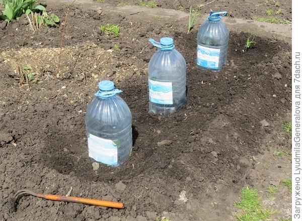 Вот так высадила рассаду, хотя под эти  тетрапаки высаживаю томаты и другую крупную рассаду. Но сейчас такая холодина. Всё перерастает. Жалко, столько с ней ношусь...