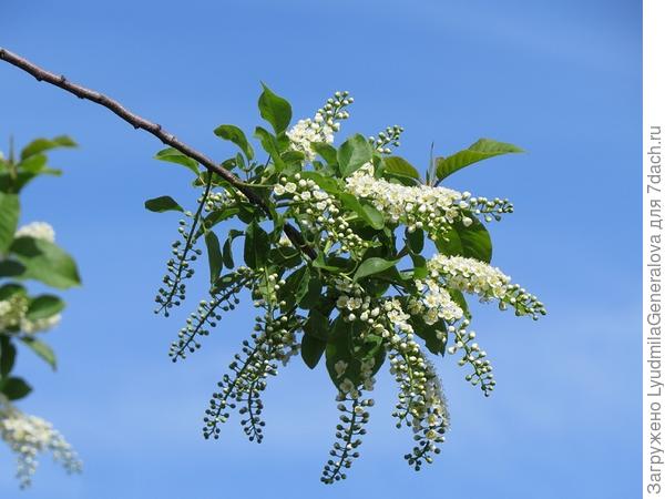 Это красноплодная виргинская, но все равно, ведь даже кисти не полностью цветут.