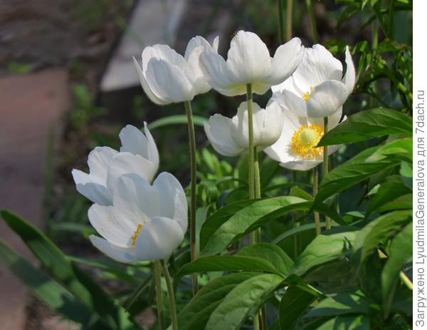 Вчера сфоткала. Середина июня считай, а у нас жарки, ветренницы, адонисы цветут. Д а в н о  такой  "резиновой" весны не было. Но... не смотря на аномалии - лето зеленое царствует.