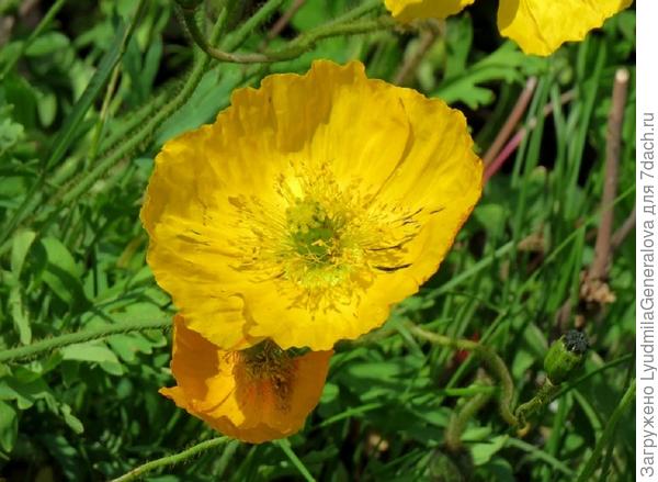 Солнечные маки. Сама удивилась когда увидела непривычный цвет маков.