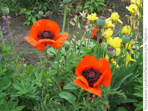 Братство цветов. Все цветут и никто ни кому не мешает.