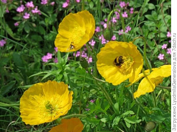 А пчелкам и шмеликам всё равно какого цвета!