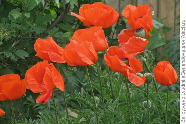 Алые маки