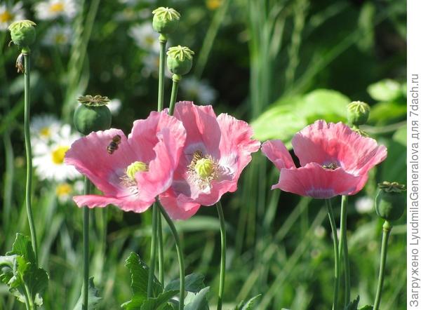 Розовые маки