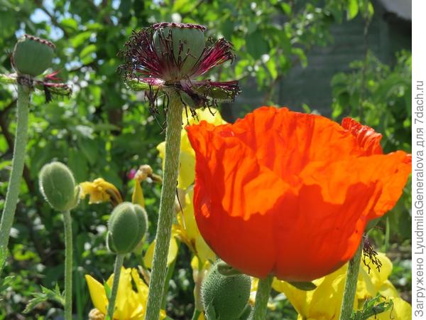 На солнце - огненные чаши. Наверное, это самые крупные из многолетников.