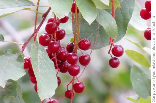 на мелкую вишню похожа, и вкусом тоже чуть-чуть.