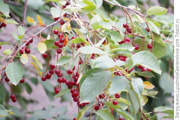 а это её ягоды