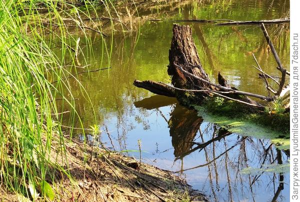 И коряжина себя в воде увидела.