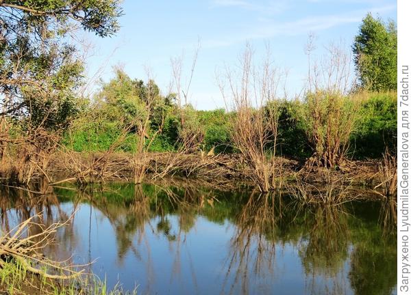 Прозрачная тихая старица. Шурогаек с берега видно.