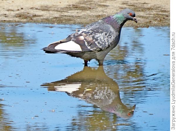 Лужа по колено.... голубю.