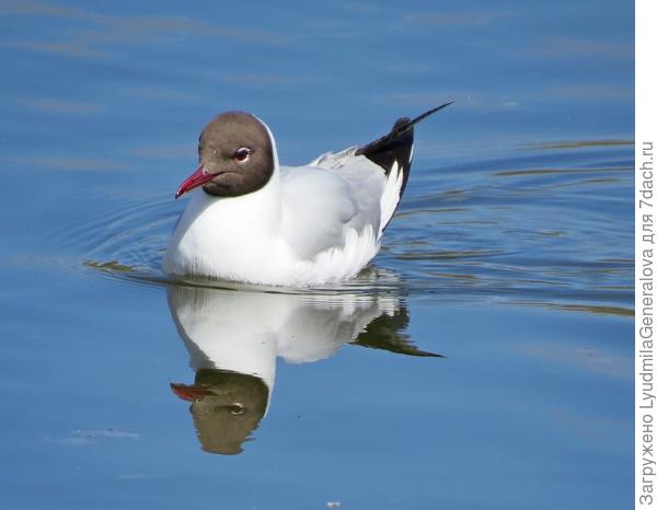 Полный вперёд!