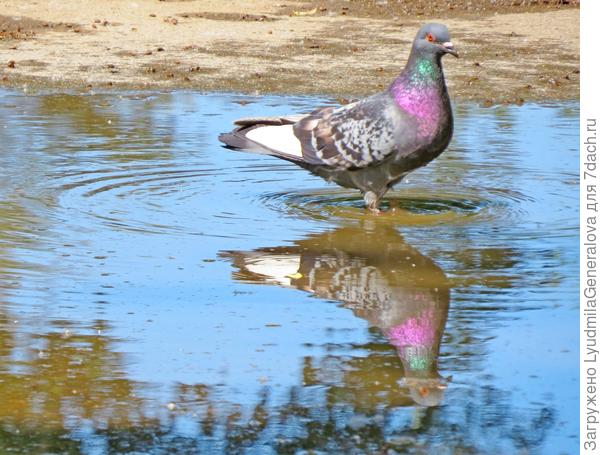 - Вы тоже глубину лужи хотите измерить?!...