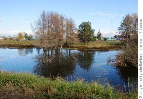 Лиственницы, похоже, вымокли.
