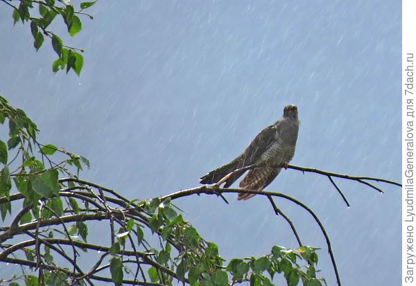 Дождь! А по округе несётся приятное &quot;ку-ку&quot;. Наталья, пусть кукушка накукует много добрых перемен!!!