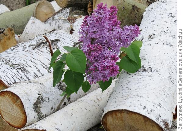 Веточка сирени