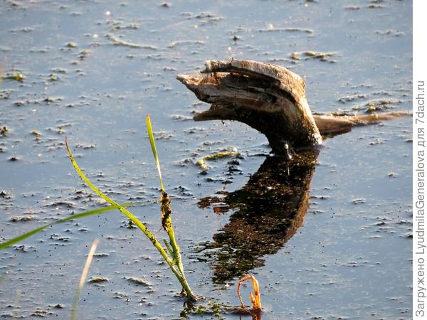 Удивление коряги.  Или восхищение...