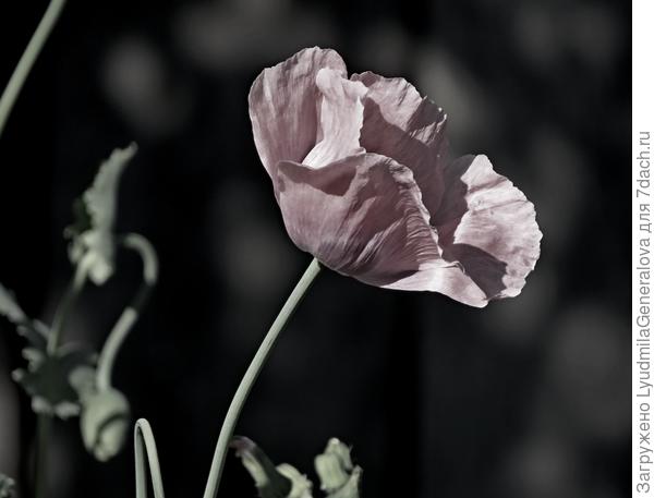 Ночь убирает краски. Остаётся форма.