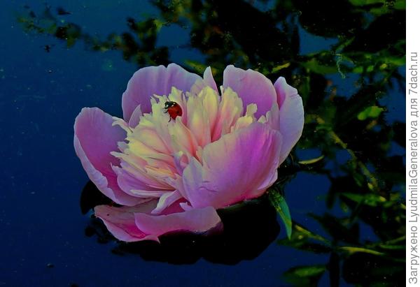 Сюжет для сказки