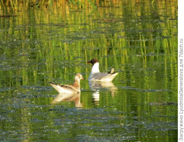 Яркий вечерний закат. Яркие изумрудные краски.