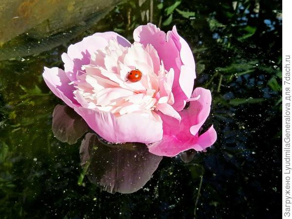 Импровизация сказки о Дюймовочке.