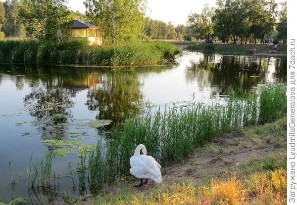 Теперь и у нас появилась пара лебедей на пруду.