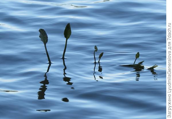 Не вода, а песня! Колыбельная, убаюкивающая, мягкая...