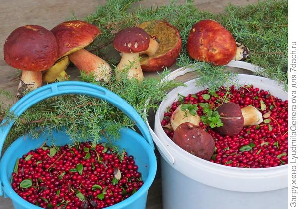 ДАРЫ СИБИРСКОЙ ТАЙГИ.