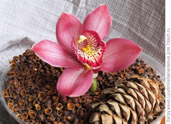 Да, София, оттуда...