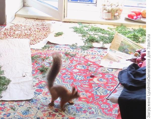 Скорости у белки ещё те... Да и позировать на чужой территории ей явно не хотелось.