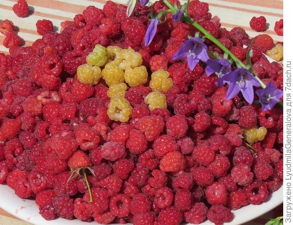 Лесная малина.