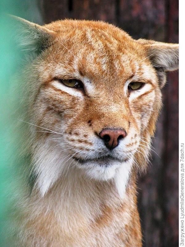 А рыси, конечно, гуляки ещё те. Их не уложишь спать.