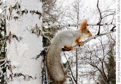 Белки шубками новыми хвастаются. Красивущие!
