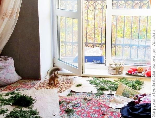 Белки удивительным образом могут влиять на самую главную погоду - душевную!!