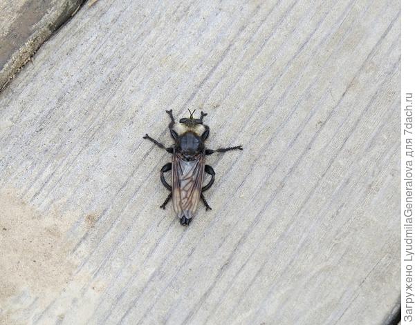 Красивое творение Природы. Но хорошо, что они маленькие!