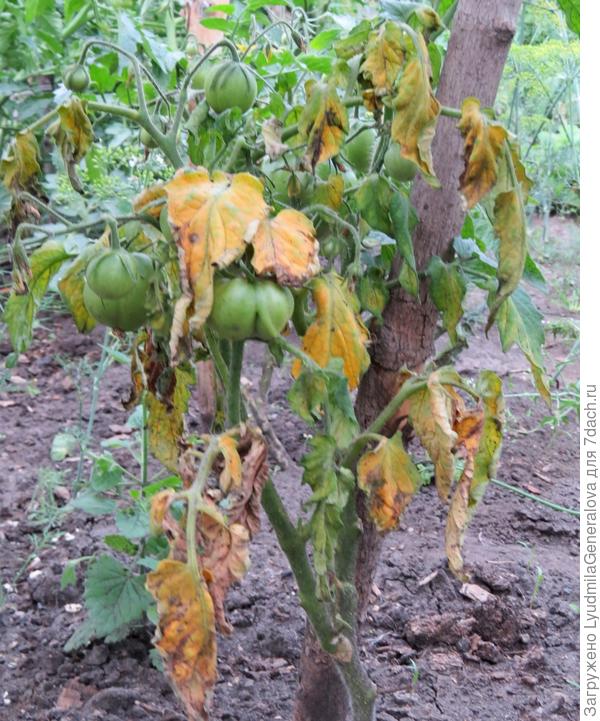 Поражённый куст томата
