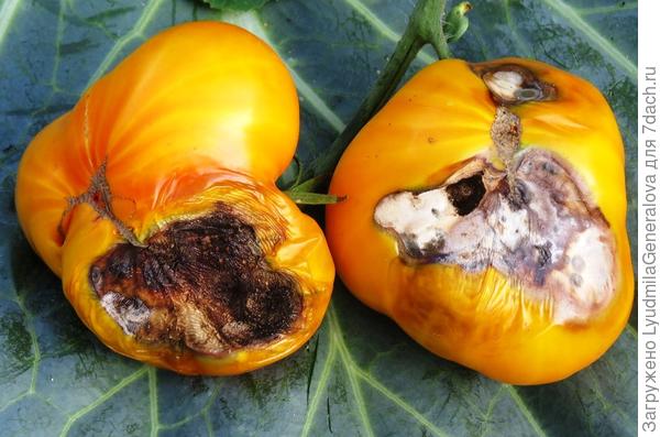 Этот же сорт. Помидоры сорваны с куста уже с гнилью (сверху её не было видно)