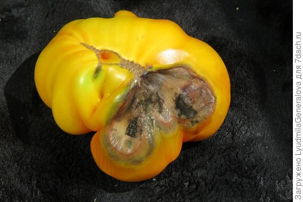 Этот помидор ещё недозрелый.