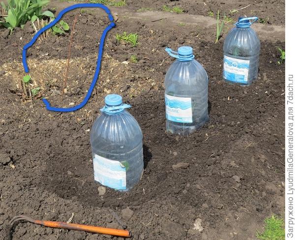 Вот такая она была 22 мая. Это я рядом высадила кустики настурции.