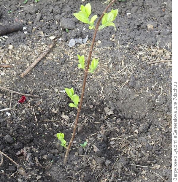 А это 11 июня.