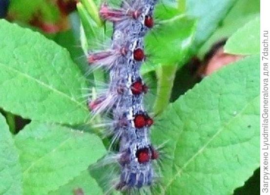 Увеличенная часть гусеницы , которую определяем.